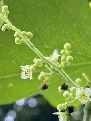 Cocculus orbiculatus