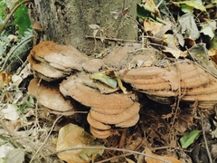 Fungi