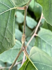 Lixus impressiventris