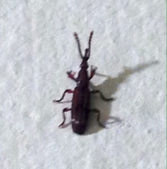 Araiorrhinus howittii