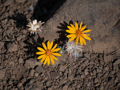 Chaetanthera glabrata