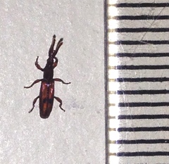 Araiorrhinus howittii