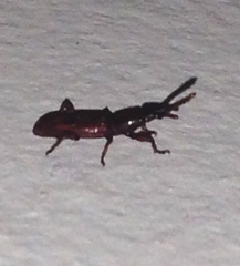 Araiorrhinus howittii