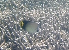 Chaetodon decussatus