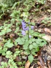 Salvia japonica