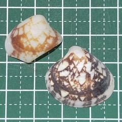 Lioconcha fastigiata