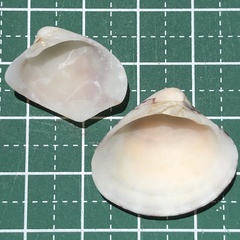 Lioconcha fastigiata