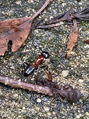 Camponotus obscuripes