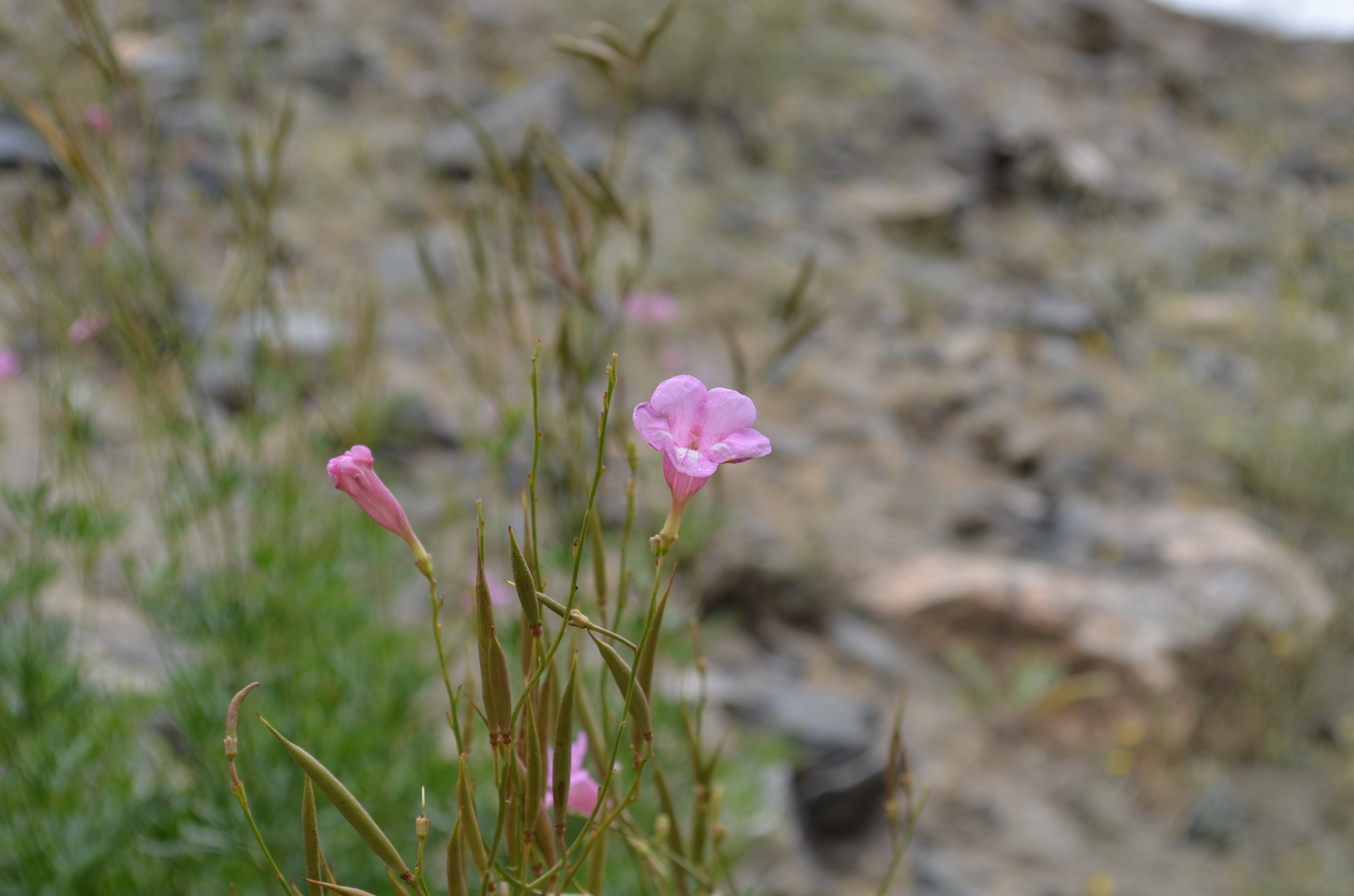 Incarvillea olgae