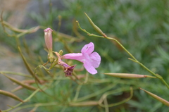 Incarvillea olgae