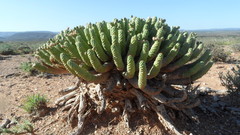 Euphorbia esculenta