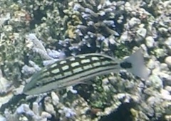 Lutjanus decussatus