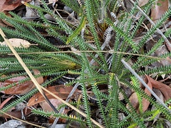 Banksia dallanneyi