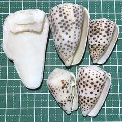 Conus pulicarius