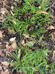Banksia dallanneyi