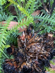 Banksia dallanneyi