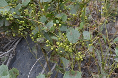 Ampelopsis aegirophylla