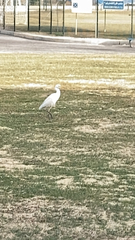 Bubulcus ibis