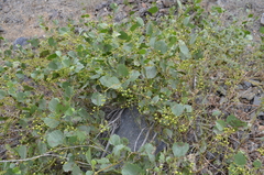 Ampelopsis aegirophylla