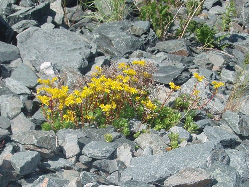 Phedimus hybridus
