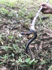 Pareas margaritophorus