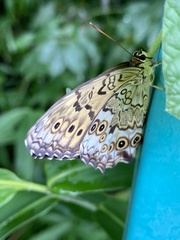 Neope goschkevitschii