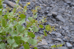 Ampelopsis aegirophylla