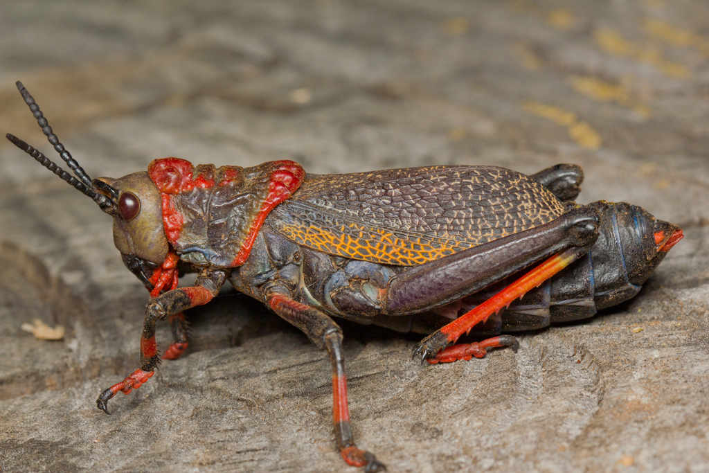 Dictyophorus