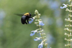 Xylocopa appendiculata circumvolans