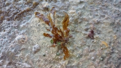 Dictyopteris polypodioides