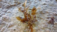 Dictyopteris polypodioides