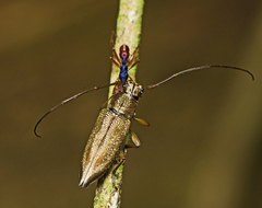 Temnosternus planiusculus