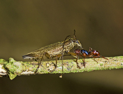 Temnosternus planiusculus