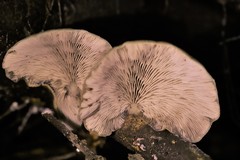 Conchomyces bursiformis