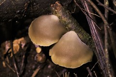 Conchomyces bursiformis