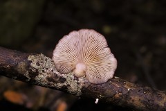 Conchomyces bursiformis