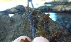 Cystoseira compressa