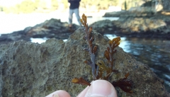 Cystoseira compressa