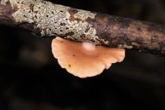 Conchomyces bursiformis