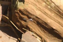 Zygonyx natalensis