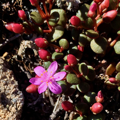 Portulaca bicolor