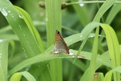 Lycaena phlaeas daimio