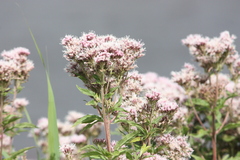 Eupatorium cannabinum