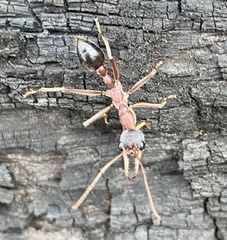 Myrmecia analis