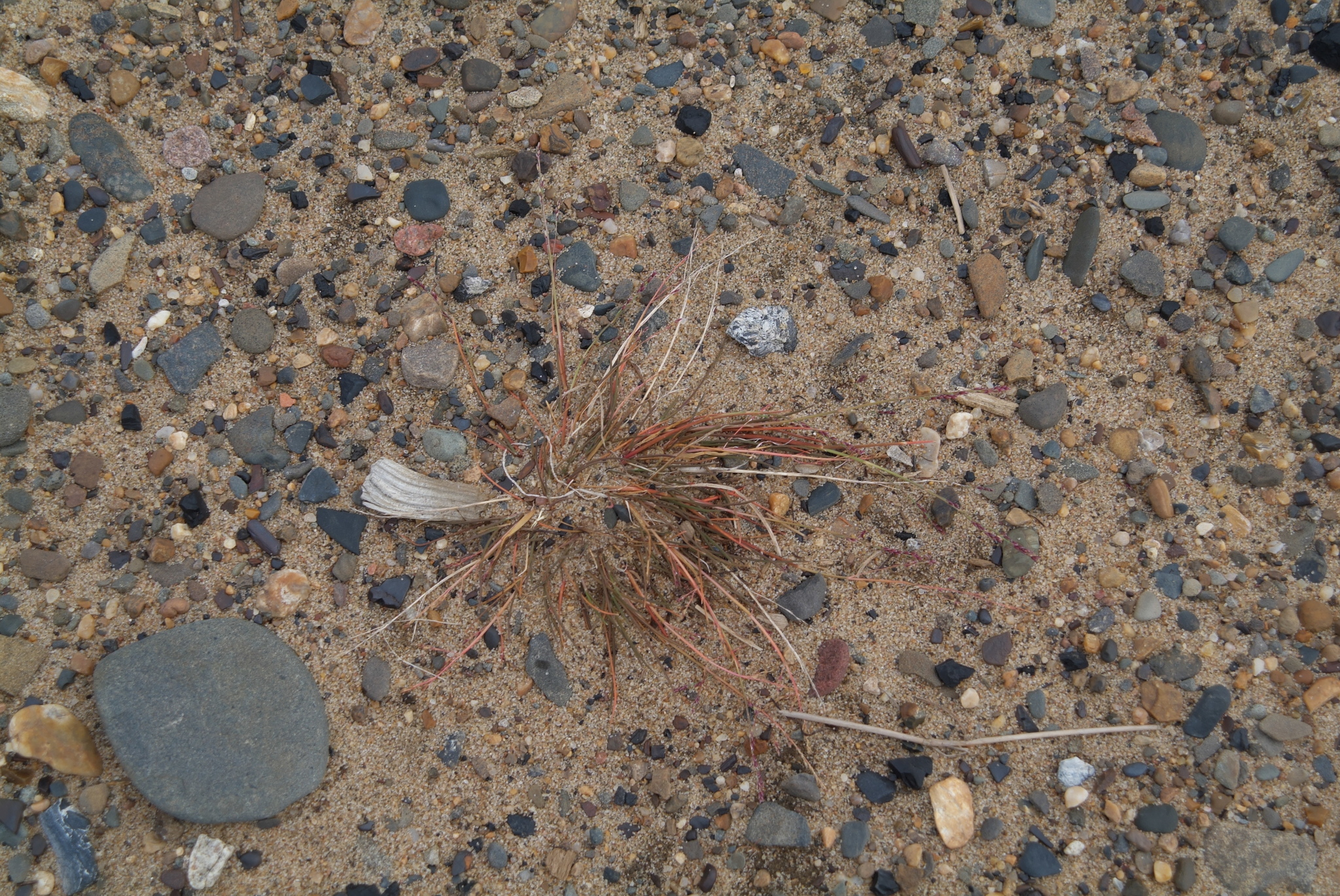 Puccinellia tenella