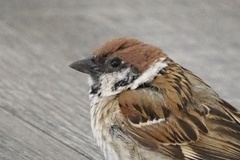 Passer montanus