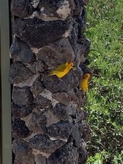 Ploceus castaneiceps