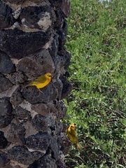 Ploceus castaneiceps