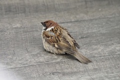 Passer montanus