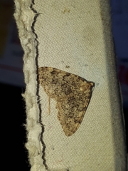 Nebula ibericata